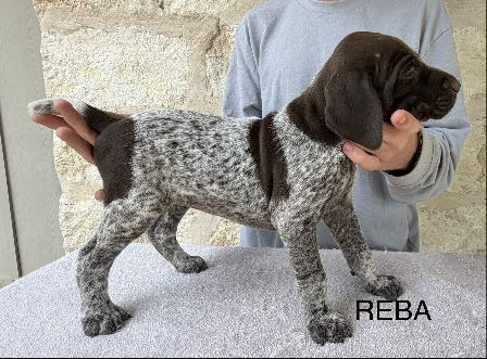 Reba