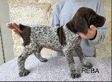 Reba