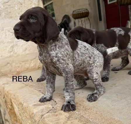 Reba