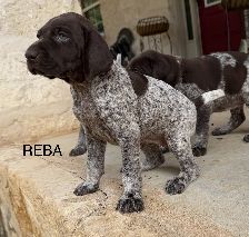 Reba