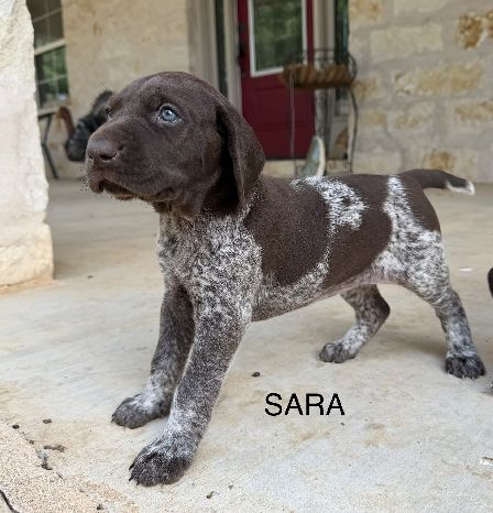 Sara