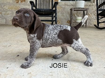 Josie
