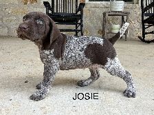 Josie