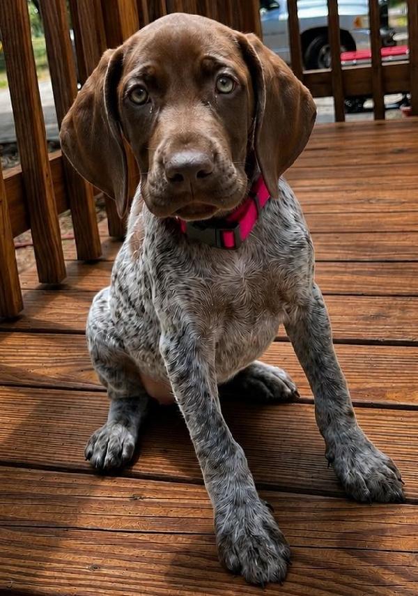 PINK DECK FACE.JPG