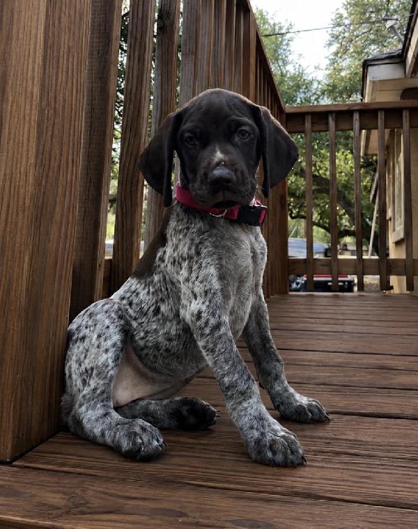 German Shorthaired Pointer