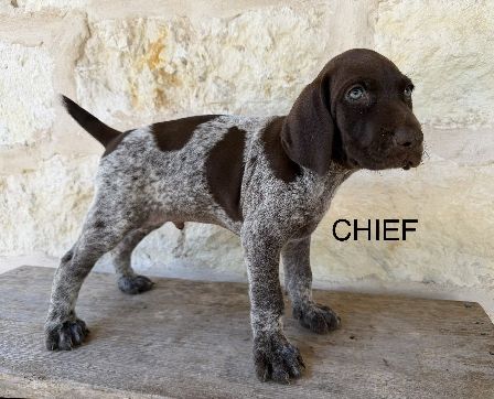 German Shorthaired Pointer
