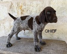 Chief