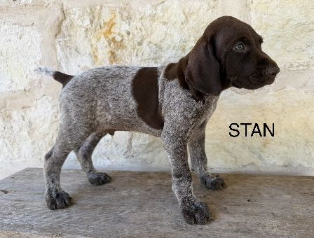 Stan