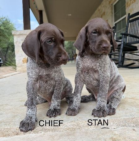 Chief and Stan