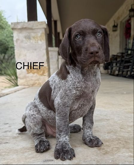Chief