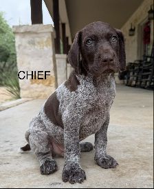 Chief