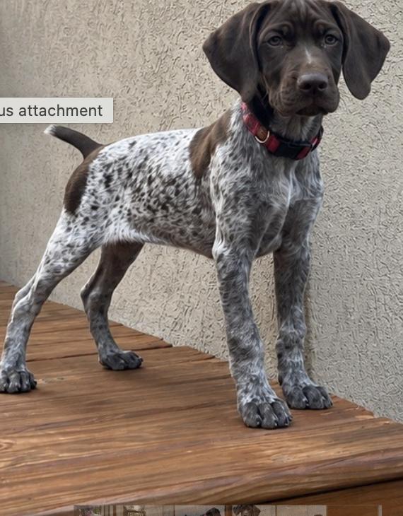 German Shorthaired Pointer
