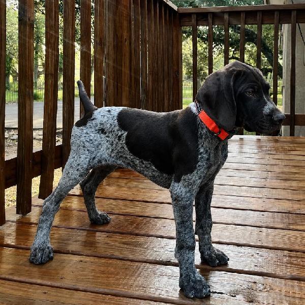 German Shorthaired Pointer