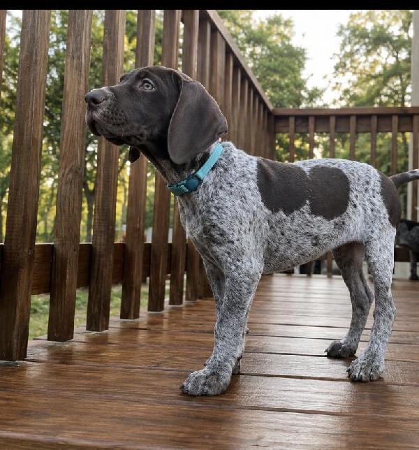 German Shorthaired Pointer