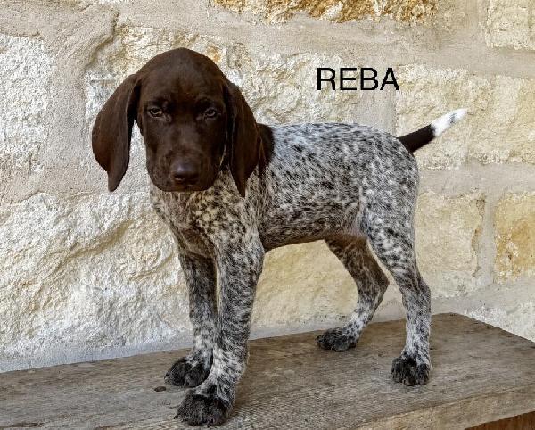 German Shorthaired Pointer