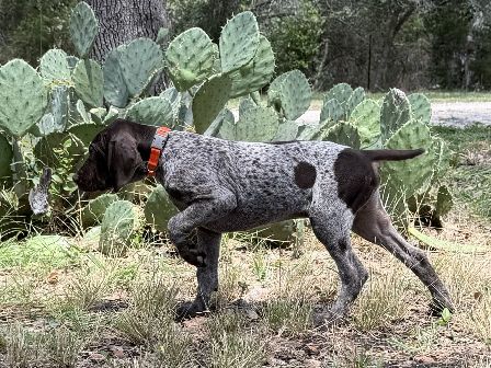 German Shorthaired Pointer