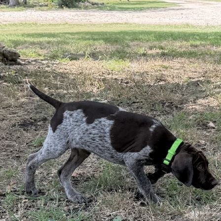 German Shorthaired Pointer