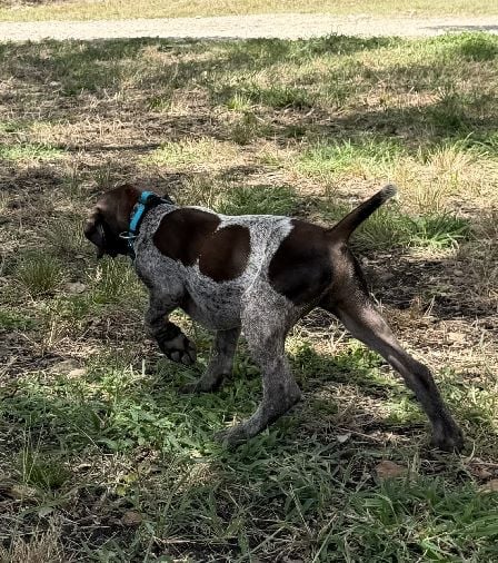 GRETTA X AUGUSTUS - BEAUX - BLUE COLLAR German Shorthaired Pointer