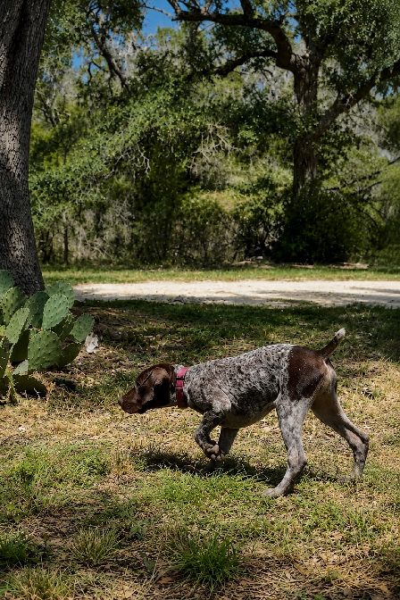 German Shorthaired Pointer