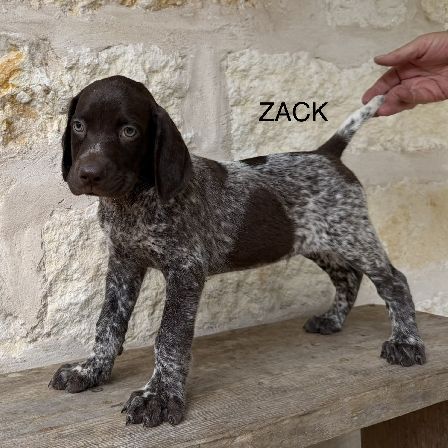German Shorthaired Pointer