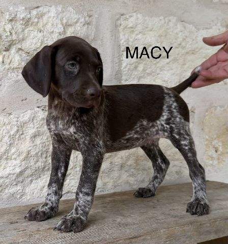 German Shorthaired Pointer