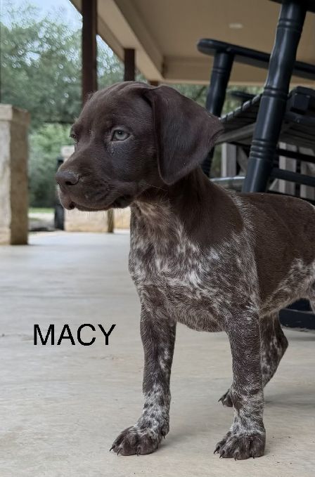 Macy
