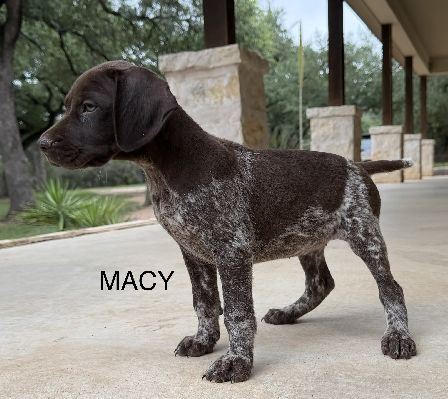 MACY