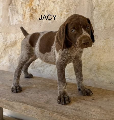 PABLO X SAGE / JACY German Shorthaired Pointer