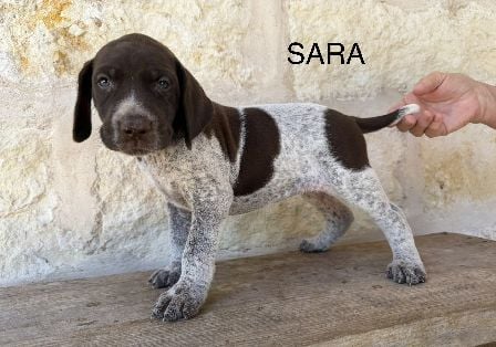 MAXIMILIAN X MILLIE / SARA German Shorthaired Pointer