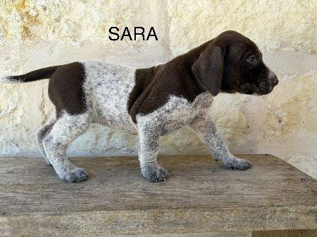 SARA