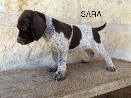 SARA
