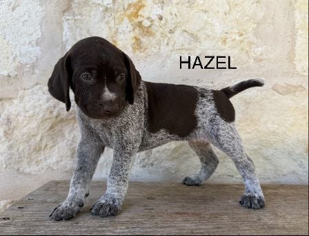 MAXIMILIAN X MILLIE / HAZEL German Shorthaired Pointer