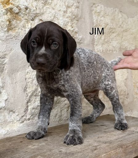 German Shorthaired Pointer