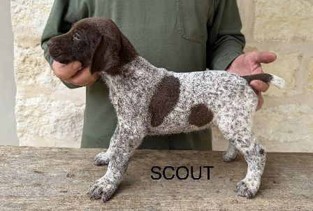 German Shorthaired Pointer
