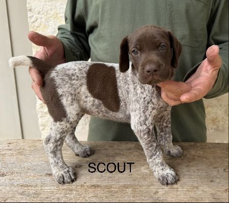 SCOUT