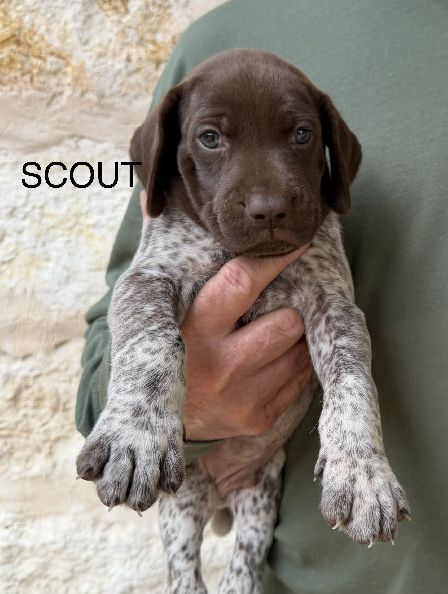 SCOUT