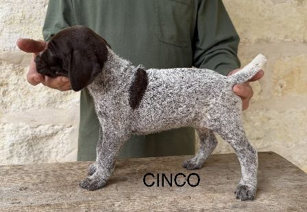 German Shorthaired Pointer