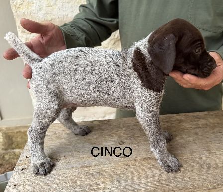 CINCO