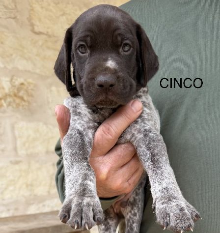 CINCO