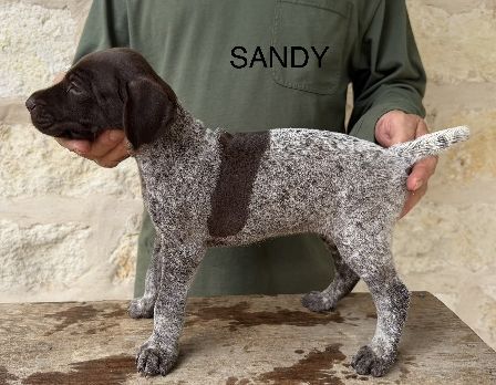 German Shorthaired Pointer