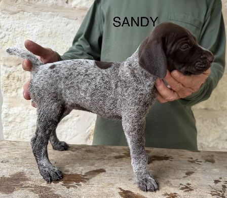 SANDY