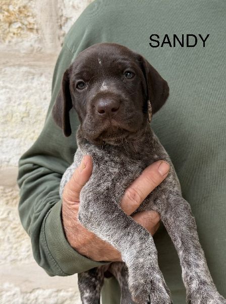 SANDY