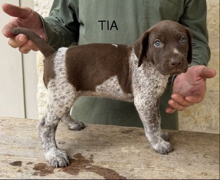 German Shorthaired Pointer