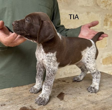 TIA