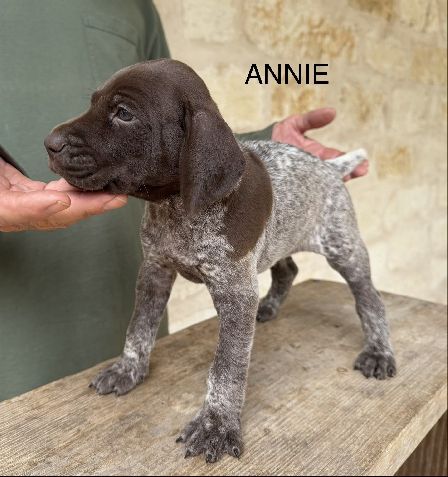 German Shorthaired Pointer