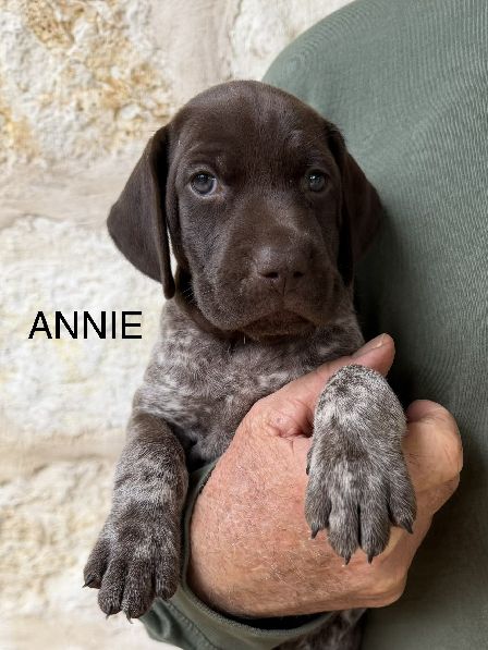 ANNIE