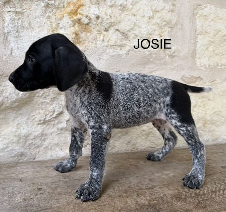 German Shorthaired Pointer