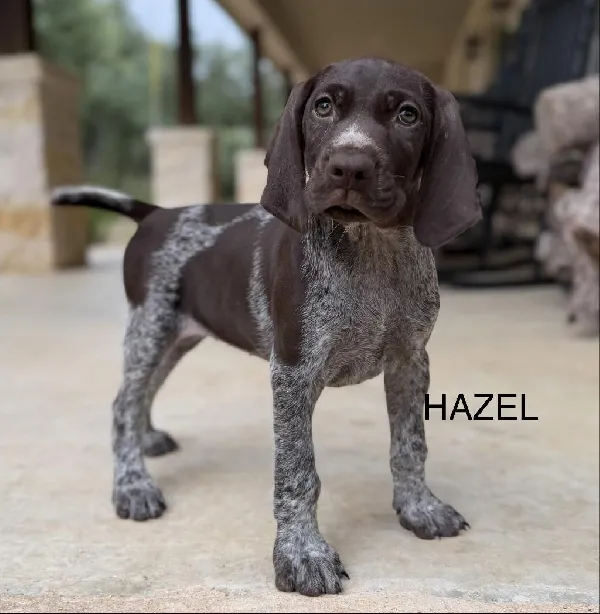 German Shorthaired Pointer