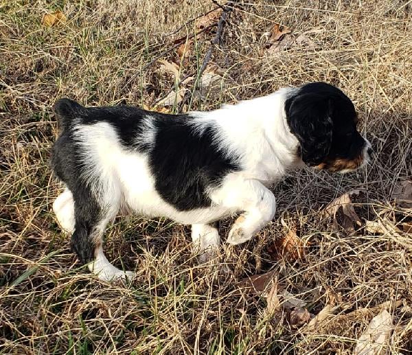American Brittany