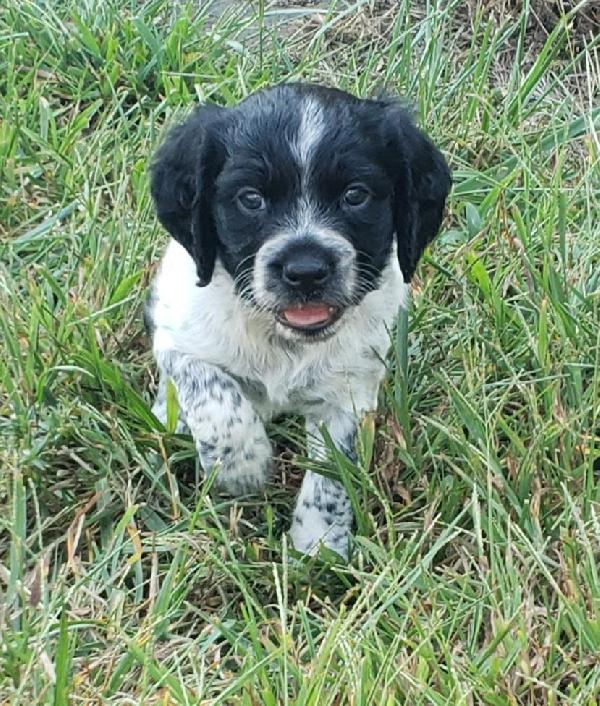 American Brittany